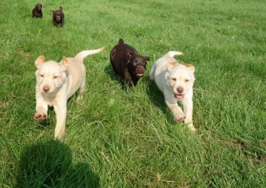Czystej krwi szczenięta rasy labrador – dostępne od zaraz, Podkarpackie, Przemyśl