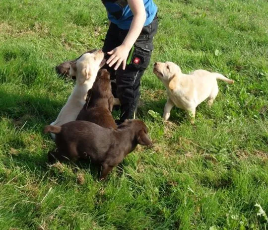 Czystej krwi szczenięta rasy labrador – dostępne od zaraz, Podkarpackie, Przemyśl
