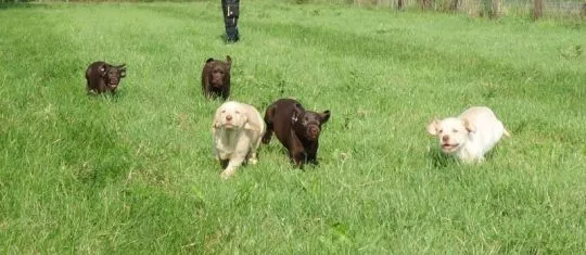 Czystej krwi szczenięta rasy labrador – dostępne od zaraz, Podkarpackie, Przemyśl