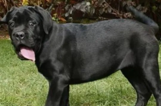Cane Corso Piękne zarejestrowane szczenięta na sprzedaż, Mazowieckie, Warszawa