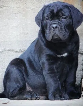 Cane Corso Piękne zarejestrowane szczenięta na sprzedaż, Mazowieckie, Warszawa