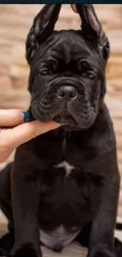 Cane Corso Piękne zarejestrowane szczenięta na sprzedaż, Mazowieckie, Warszawa