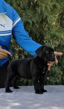 Cane Corso Piękne zarejestrowane szczenięta na sprzedaż, Mazowieckie, Warszawa