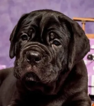 Cane Corso Piękne zarejestrowane szczenięta na sprzedaż, Mazowieckie, Warszawa