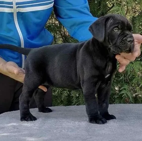 Cane Corso Piękne zarejestrowane szczenięta na sprzedaż