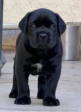 Cane Corso Piękne zarejestrowane szczenięta na sprzedaż, Mazowieckie, Warszawa