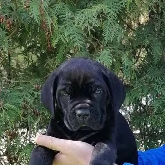 Cane Corso Piękne zarejestrowane szczenięta na sprzedaż, Mazowieckie, Warszawa