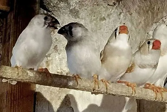 Sprzedam  zeberki, Łódzkie, Gorzkowice