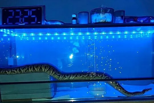 Pyton królewski samiec 2 lata wraz z terrarium i wyposażeniem, Śląskie, Zabrze