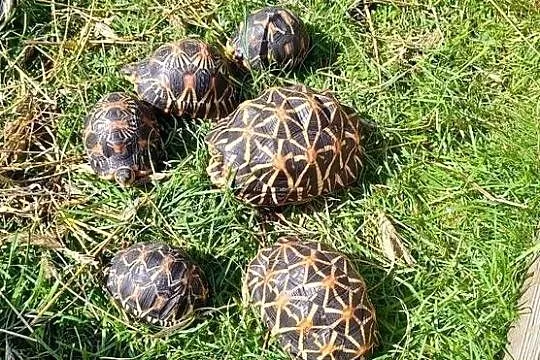 Żółwie gwieździste i promieniste, Opolskie, Krapkowice