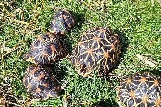 Żółwie gwieździste i promieniste, Opolskie, Krapkowice