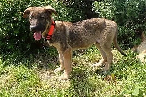 Adoptuj szczeniaczka Cypiska,  Kundelki cała Polska