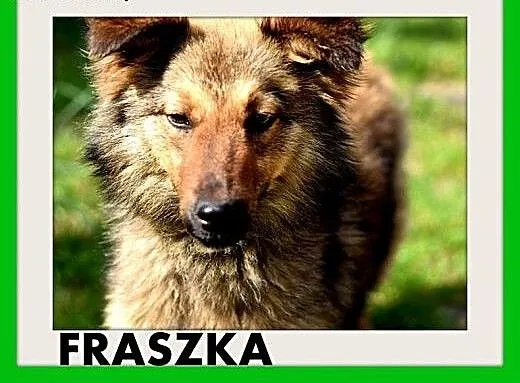 FRASZKA,średnia,młoda,łagodna,spokojna suczka.ADOP