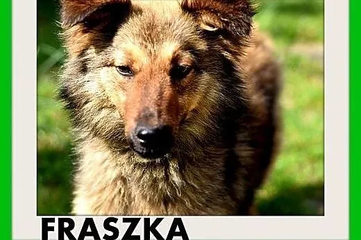 FRASZKA,średnia,młoda,łagodna,spokojna suczka.ADOP