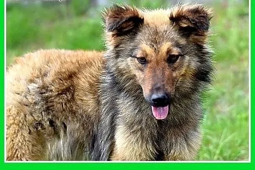 FRASZKA,średnia,młoda,łagodna,spokojna suczka.ADOP