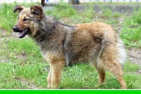 FRASZKA,średnia,młoda,łagodna,spokojna suczka.ADOP