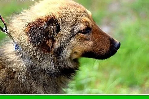 FRASZKA,średnia,młoda,łagodna,spokojna suczka.ADOP