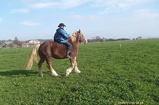 Klacz zimnokrwista źrebna