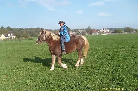 Klacz zimnokrwista źrebna