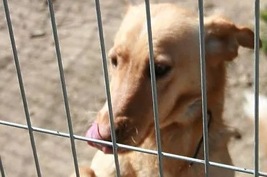 Dropsik to niewielki  psiak o pięknym rudym umaszc