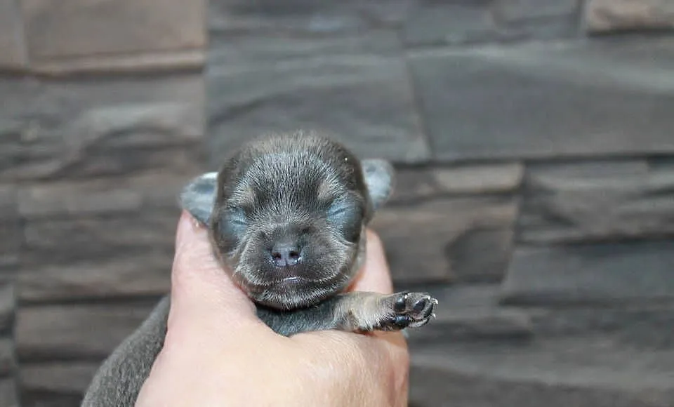 Chihuahua krótkowłosy chłopiec ZKwP FCI, Zachodniopomorskie, Świnoujście