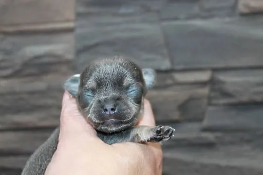 Chihuahua krótkowłosy chłopiec ZKwP FCI, Zachodniopomorskie, Świnoujście