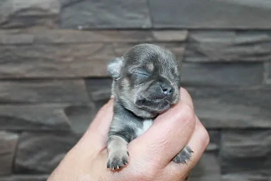 Chihuahua krótkowłosy chłopiec ZKwP FCI, Zachodniopomorskie, Świnoujście