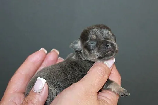 Chihuahua krótkowłosy chłopiec ZKwP FCI, Zachodniopomorskie, Świnoujście