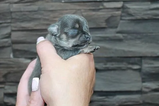 Chihuahua krótkowłosy chłopiec ZKwP FCI, Zachodniopomorskie, Świnoujście