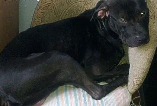Amstaff przytulasek, opolskie Kędzierzyn-Koźle