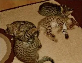 kocięta savannah, serwal i mały karakal są zdrowe i dogadują się ze zwierzętami w domu