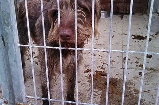 Eros, wyżeł szorstkowłosy szuka domu,  śląskie Bie