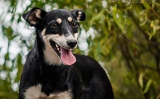 ZORZA - młoda, SKOCZNA i ZWINNA suczka do ADOPCJ