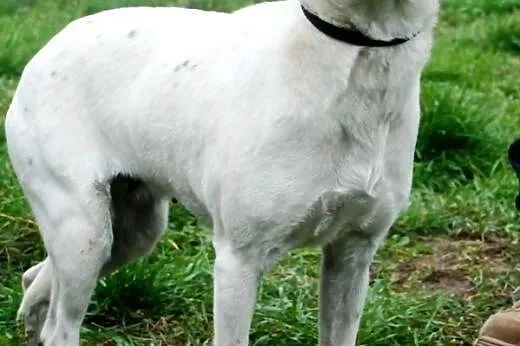 Hani młodziutka, kochana, spokojna suczka szuka do