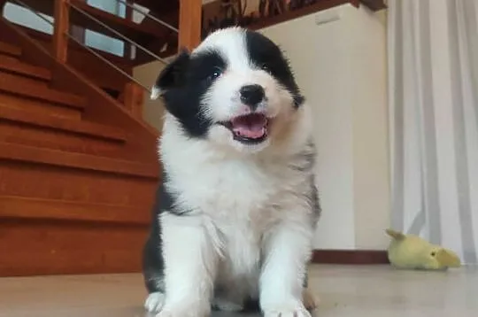 Szczenię BORDER COLLIE z Hodowli - Rasowy pies z pełną dok.