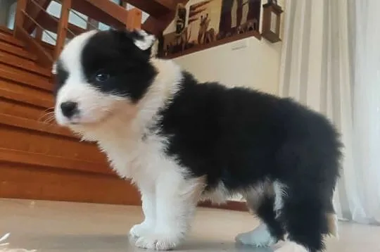 Szczenię BORDER COLLIE z Hodowli - Rasowy pies z pełną dok., Małopolskie, Kraków