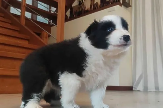 Szczenię BORDER COLLIE z Hodowli - Rasowy pies z pełną dok., Małopolskie, Kraków