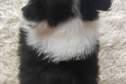 Szczenię BORDER COLLIE z Hodowli - Rasowy pies z pełną dok., Małopolskie, Kraków