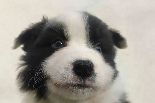 Szczenię BORDER COLLIE z Hodowli - Rasowy pies z pełną dok., Małopolskie, Kraków