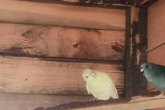 Sprzedam papugi faliste, modrolotki, Wielkopolskie, Łęka Opatowska