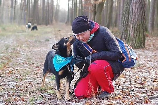 Psi ideał marzy o własnym kochającym domku, , Wrocław