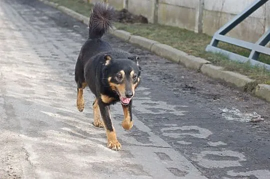Psi ideał marzy o własnym kochającym domku, , Wrocław