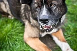 APE - wyjątkowy pies do adopcji jest !!! ,  śląski, Gliwice