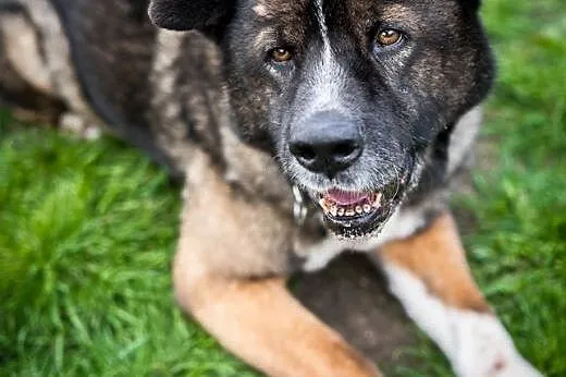 APE - wyjątkowy pies do adopcji jest !!! ,  śląski