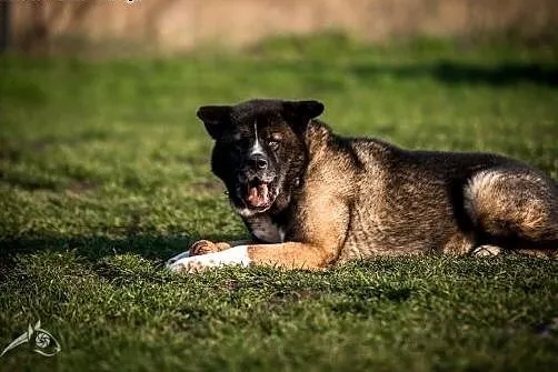 APE - wyjątkowy pies do adopcji jest !!! ,  śląski