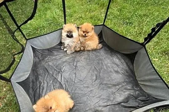 Pomeranian szpic miniaturowy, Łódzkie, Łódź
