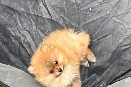 Pomeranian szpic miniaturowy, Łódzkie, Łódź