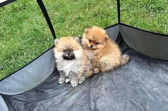 Pomeranian szpic miniaturowy, Łódzkie, Łódź