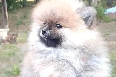 Pomeranian szpic miniaturowy, Łódzkie, Łódź