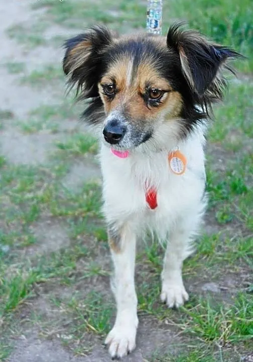 Fiszka - mała dama do ADOPCJI, mazowieckie Warsza